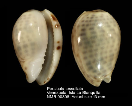 Persicula tessellata (2).jpg - Persicula tessellata(Lamarck,1822)